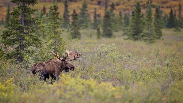 Таёжный Лось