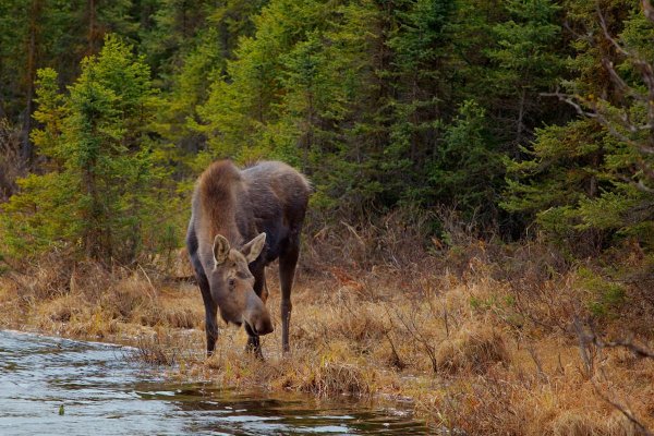 Тунгусский заповедник Лось