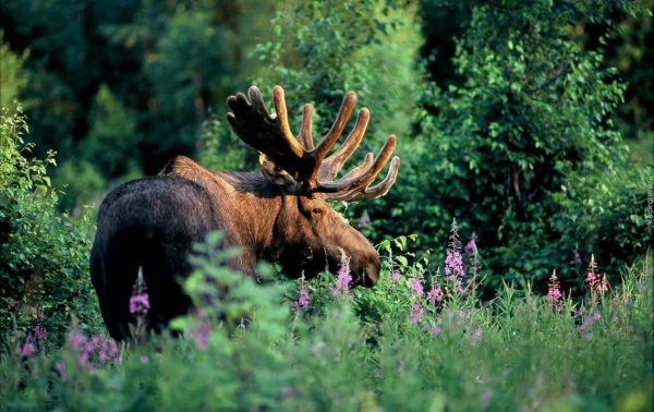 Таёжный Лось