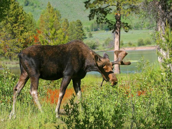 Лось во Владимирской области
