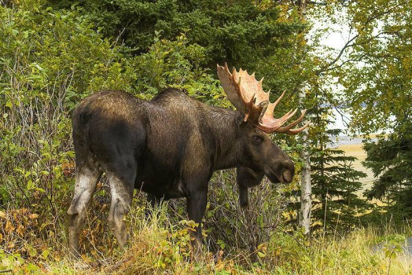 Лось Сохатый гигант