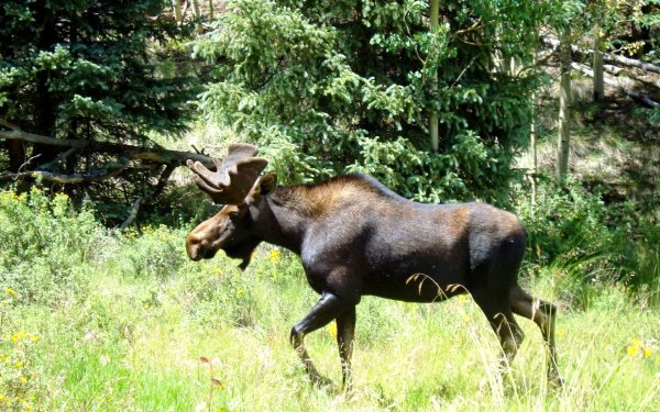 Лось смешанных и широколиственных лесов