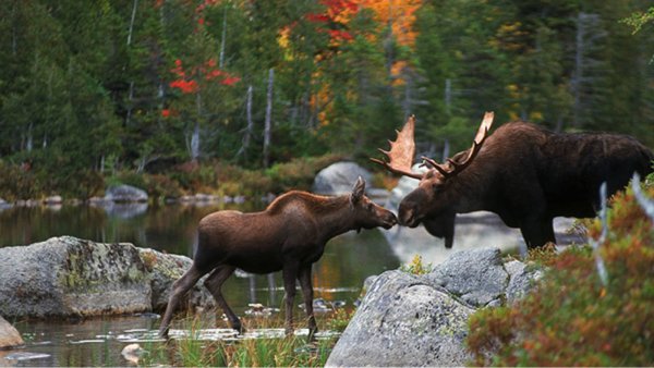 Животные Карелии Лось