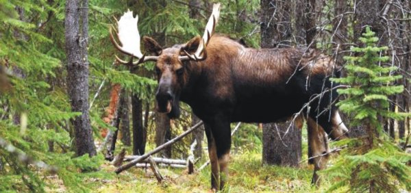 Ильменский заповедник Лось