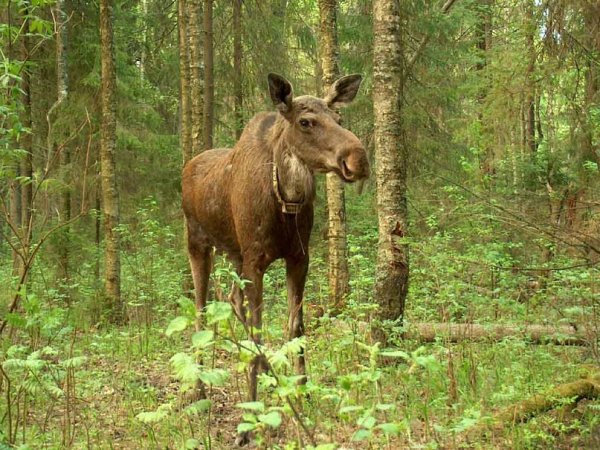 Сумароковский лес