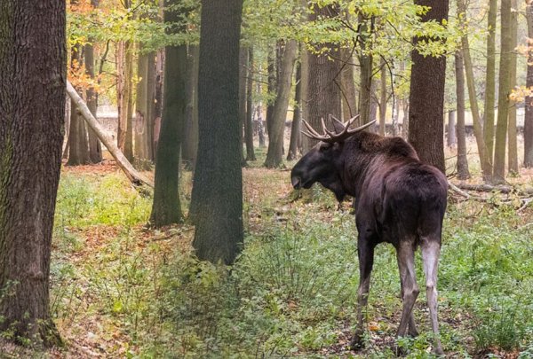 Кабан Лось Марий Эл