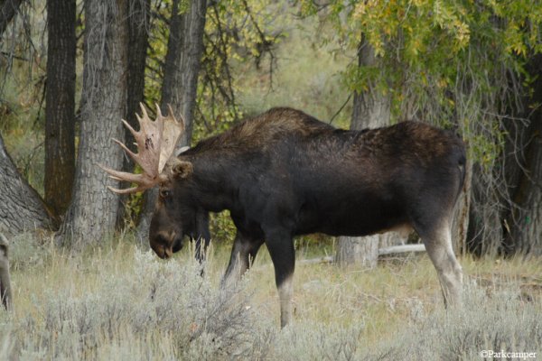 Ильменский заповедник Лось