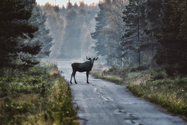Дорога в лесу животные