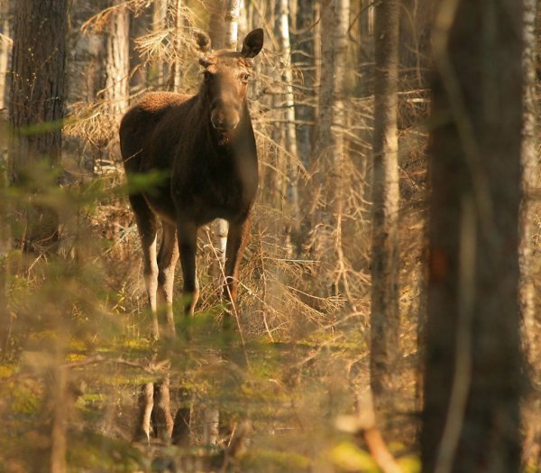 Ильменский заповедник Лось