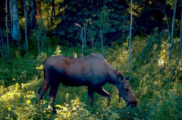 Лось в Челябинской области