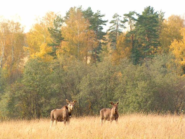 Лосиный остров национальный парк в Костроме