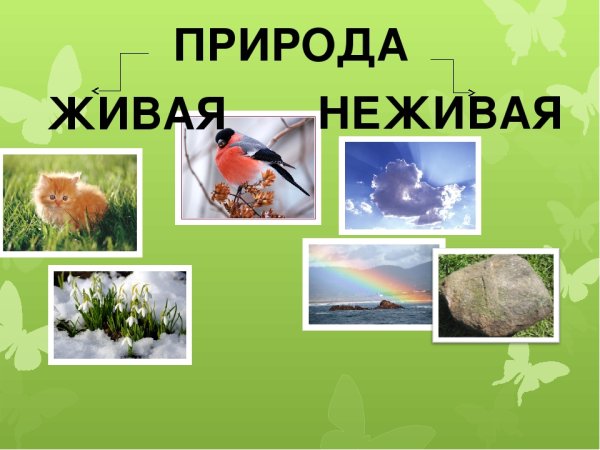 Живая природа презентация