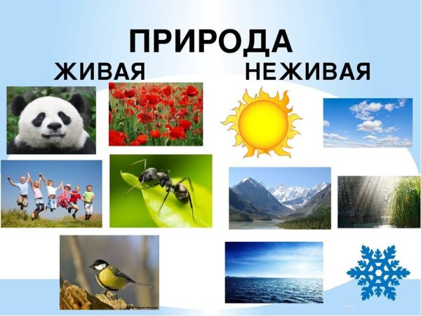 Живая и неживая природа