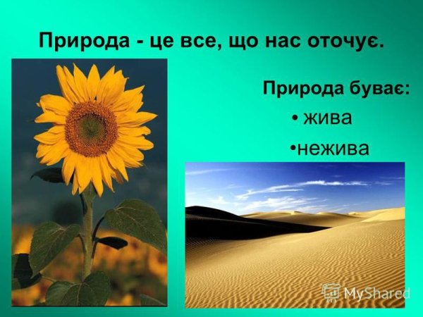 Проект неживая природа