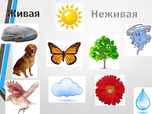 Живая и неживая природа для дошкольников