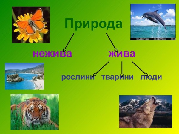 Жива і нежива природа