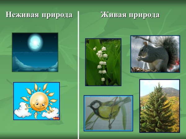 Живая и неживая природа
