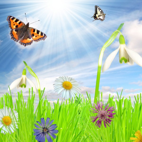 Небо трава цветы