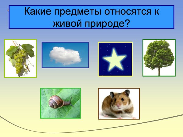 Предметы относящиеся к живой природе
