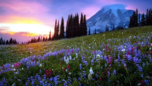 Маковые поля Пятигорск