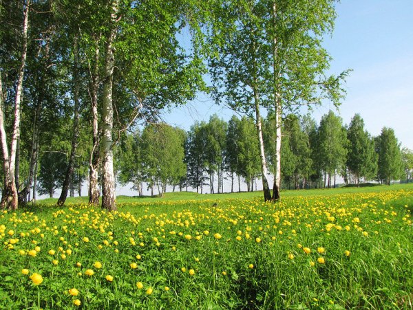 Природа Якутии березы