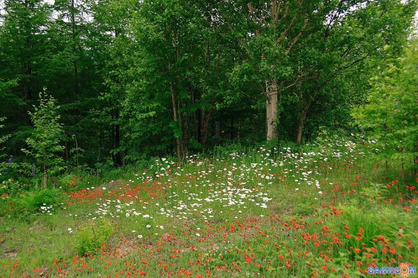 Лесные Поляны Полянка 194