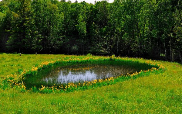 Зеленый пруд Бианки