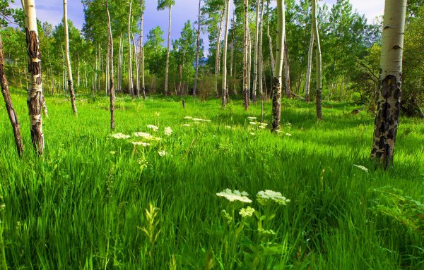 Лес, Лесная Полянка, тропинка
