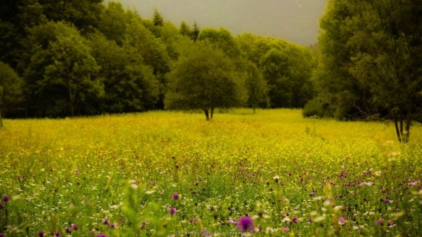 Природа лета