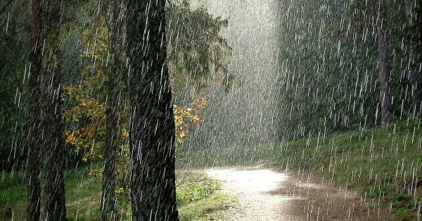 Дождь и солнце в лесу