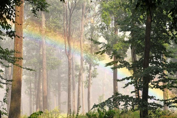 Лес после дождя