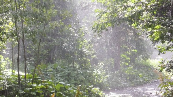 Сильный дождь в лесу