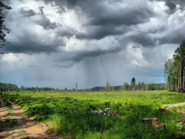 Летний дождь в лесу