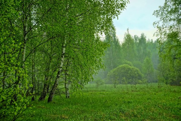 Лес после дождя