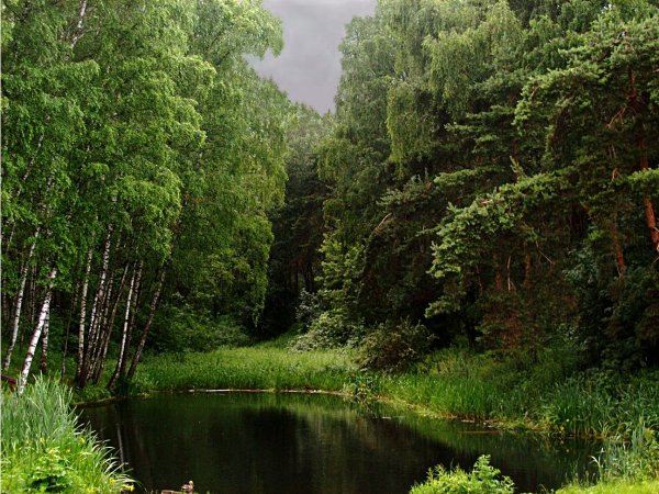 Лето в лесу после дождя