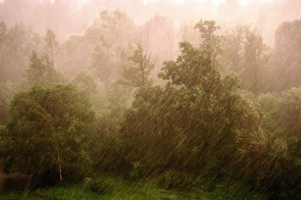 Дождь в лесу