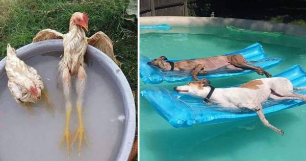 Животные в жару забавные