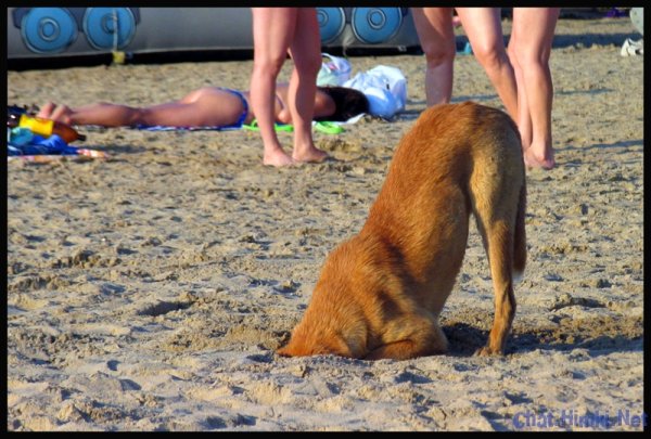 Животное изнывающее от жары