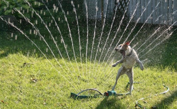 Жара на даче прикольные