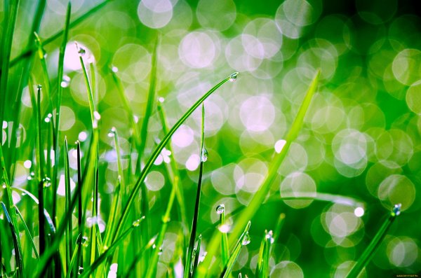 Зелень с росой