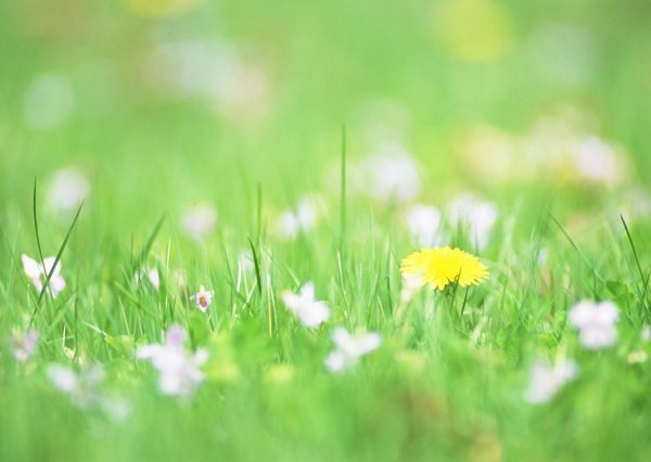 Трава с цветочками