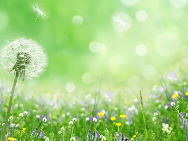 Летний фон для презентации