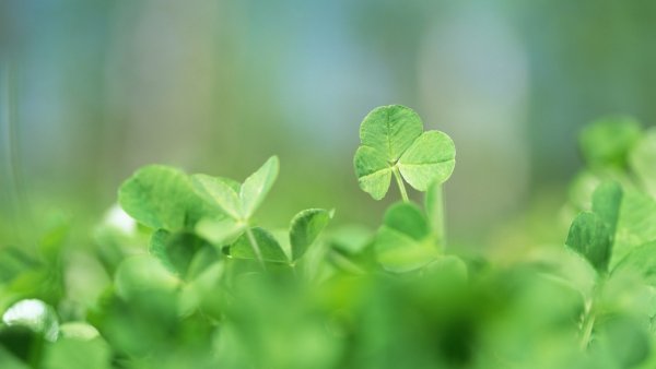 Заставка на рабочий стол Клевер