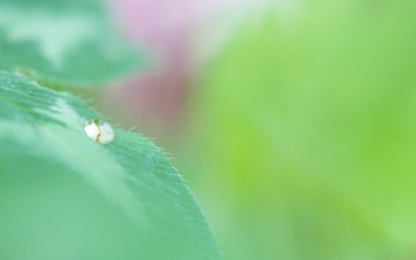 Нежный зеленый