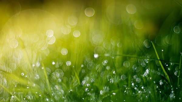 Абстракция зелень