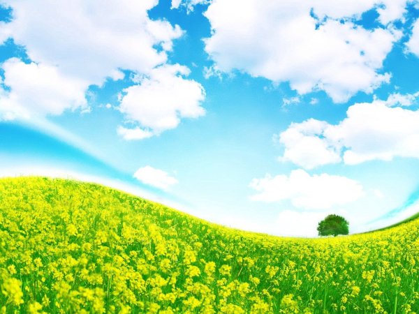 Летний пейзаж