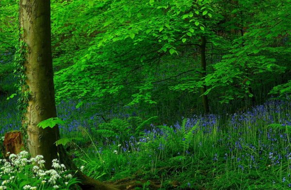 Лесные травы