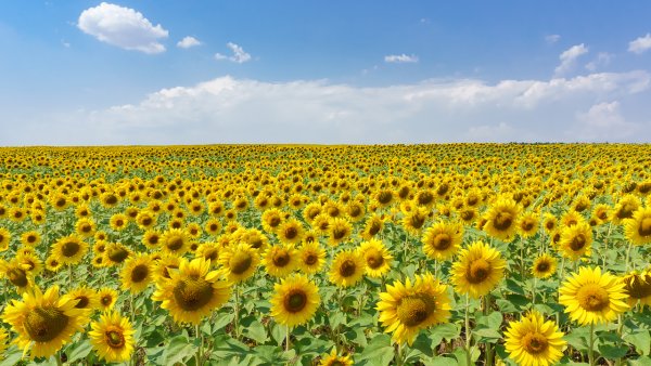 Лето поле подсолнухов