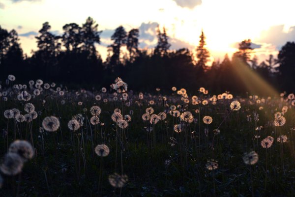 Атмосферные цветы