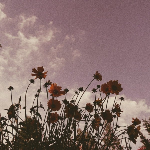 Полевые цветы Эстетика